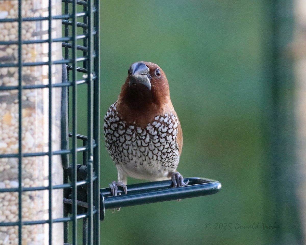 Scaly-breasted Munia - ML645585180