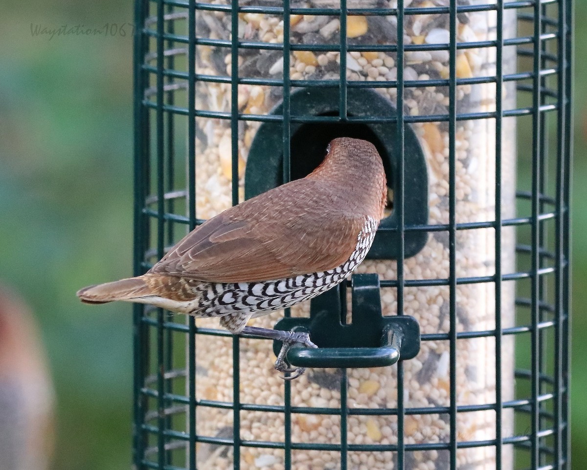 Scaly-breasted Munia - ML645585181