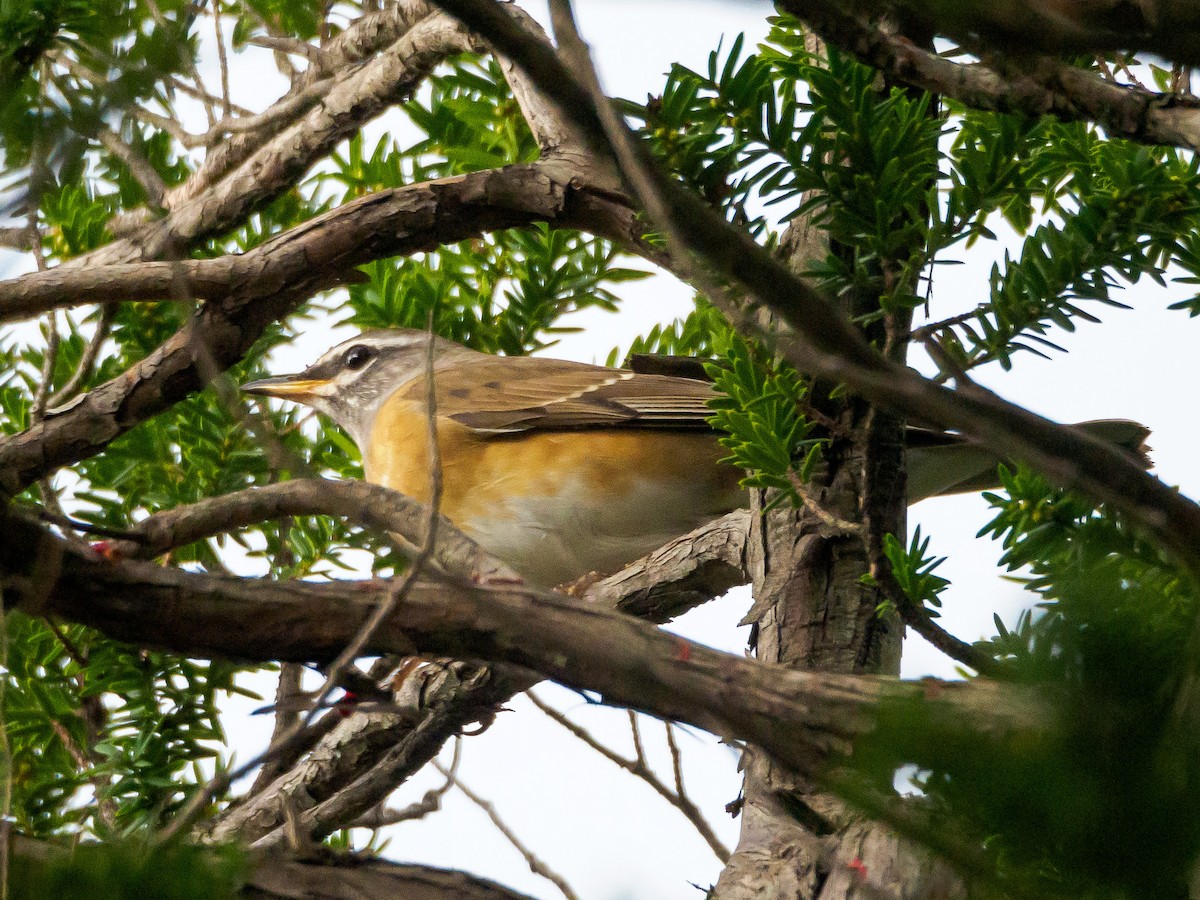 Eyebrowed Thrush - ML645585185