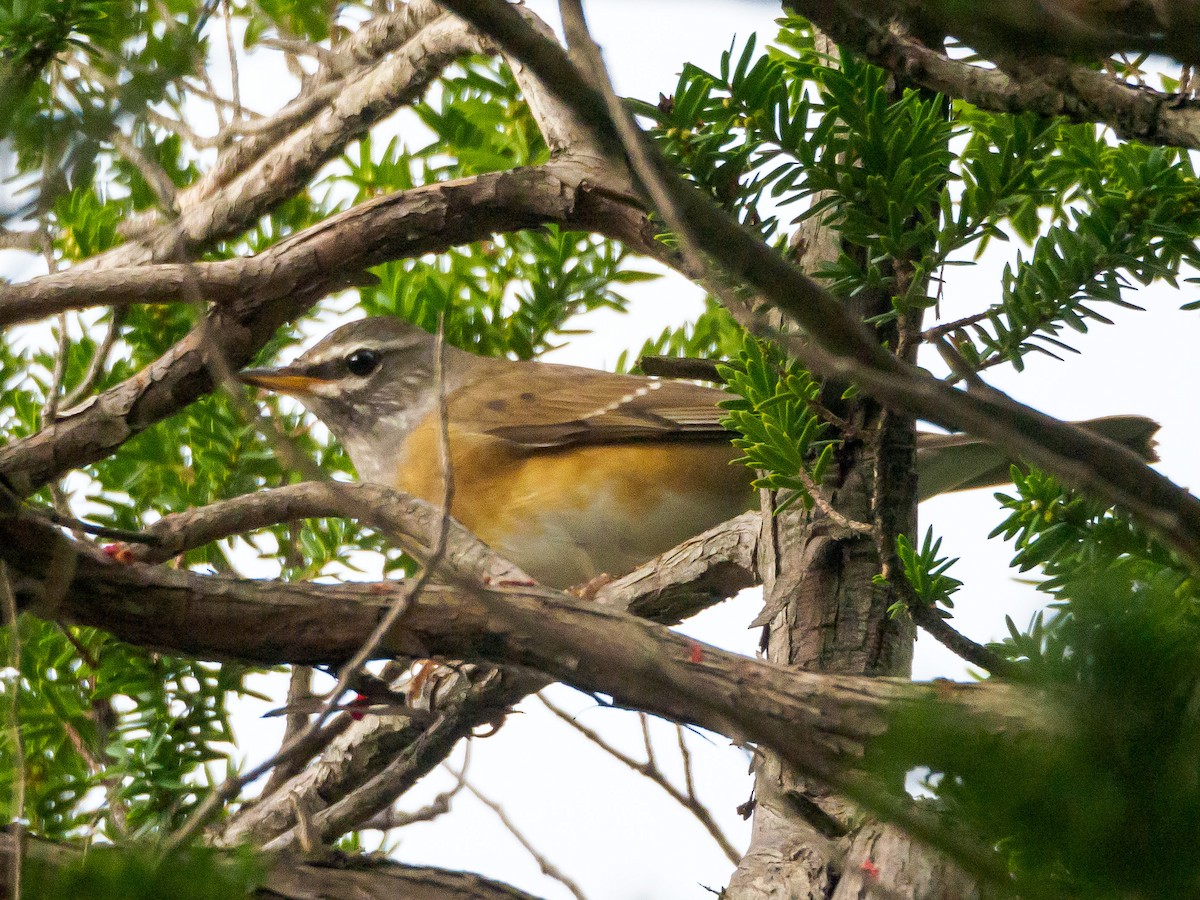 Eyebrowed Thrush - ML645585186