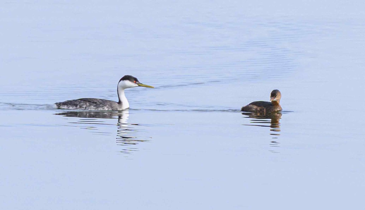 Пірникоза західна - ML645585190