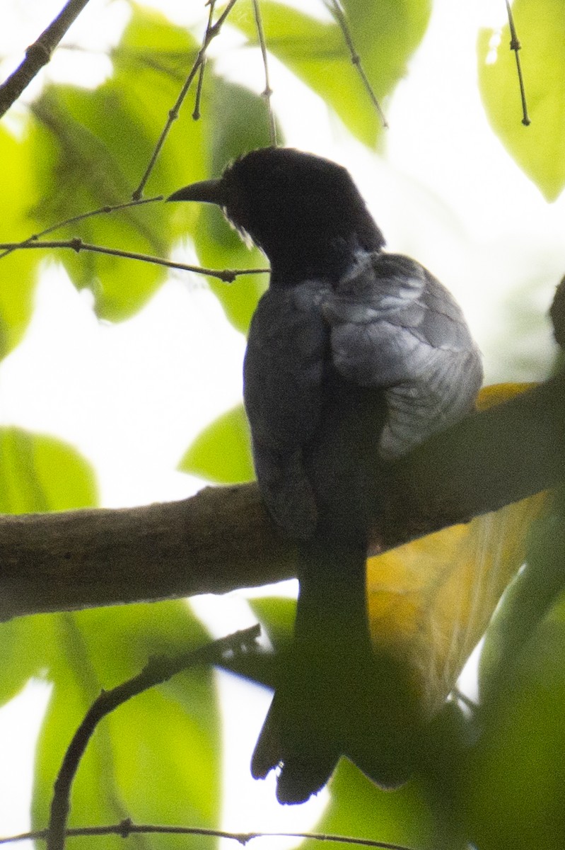 Зозуля-дронго вилохвоста - ML645585191