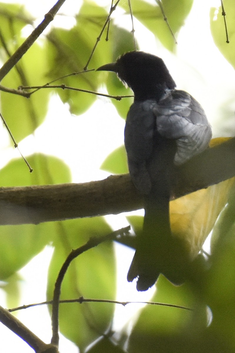 Зозуля-дронго вилохвоста - ML645585192