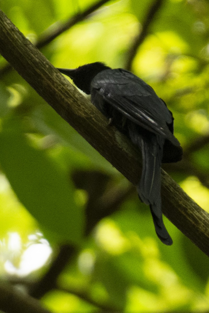 Зозуля-дронго вилохвоста - ML645585193