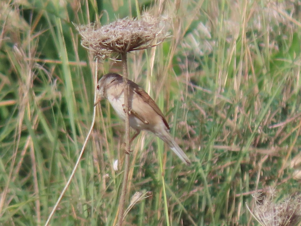 Кропив'янка піренейська - ML645585194