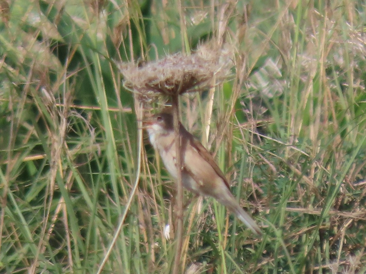 Кропив'янка піренейська - ML645585195