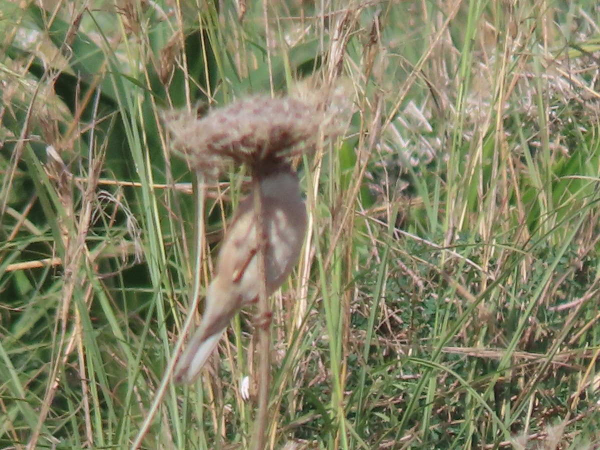 Кропив'янка піренейська - ML645585196