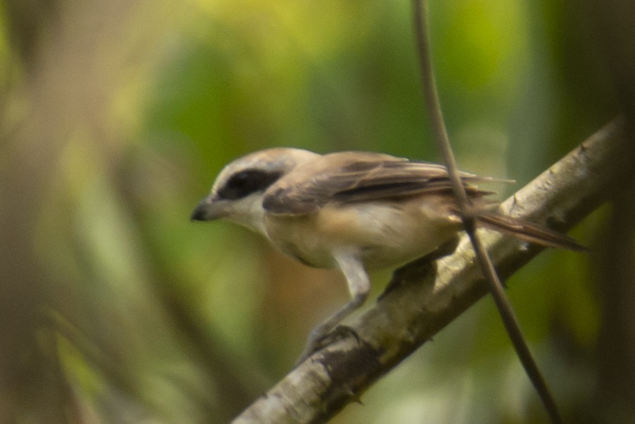 Сорокопуд сибірський - ML645585197
