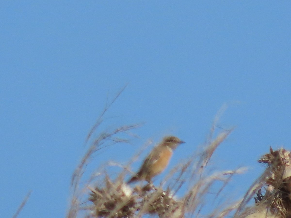 Трав'янка чорноголова - ML645585198