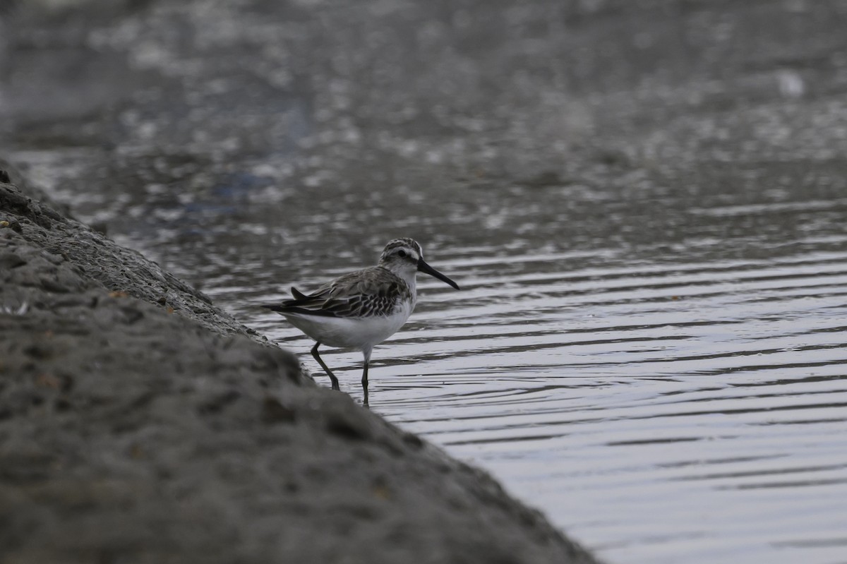 Побережник болотяний - ML645585200