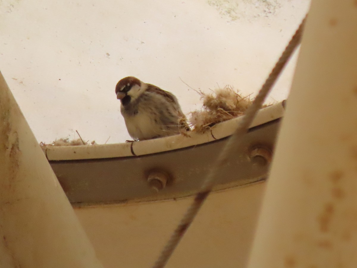 Горобець чорногрудий - ML645585202