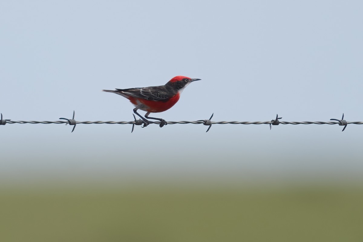 Цокалка малинова - ML645585204