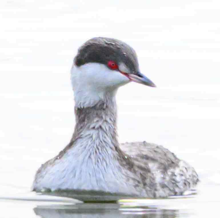 Пірникоза червоношия - ML645585205