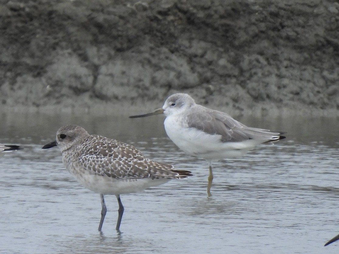 Коловодник охотський - ML645585206