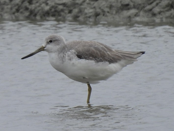 Коловодник охотський - ML645585207