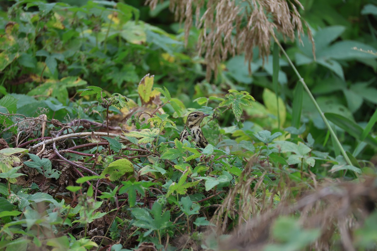 Щеврик оливковий - ML645585210