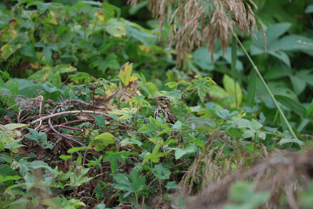 Щеврик оливковий - ML645585211