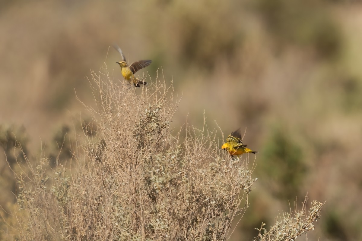 Цокалка золотиста - ML645585212