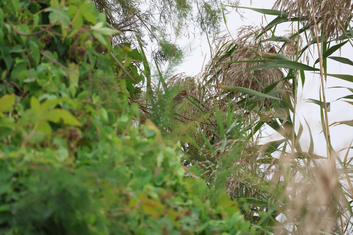 Вівсянка-крихітка - ML645585213