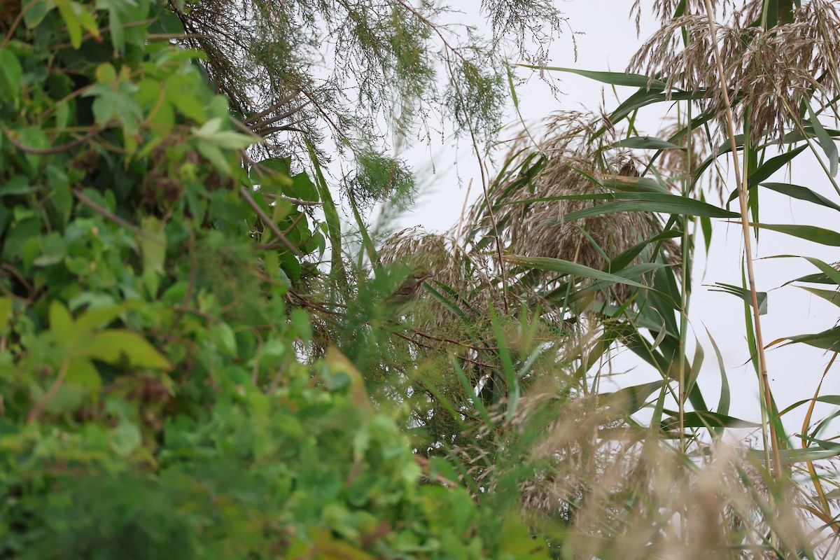 Вівсянка-крихітка - ML645585214