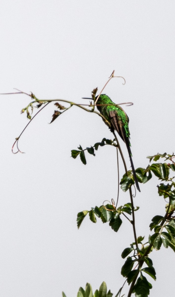 Колібрі-довгохвіст бронзовий - ML645585219