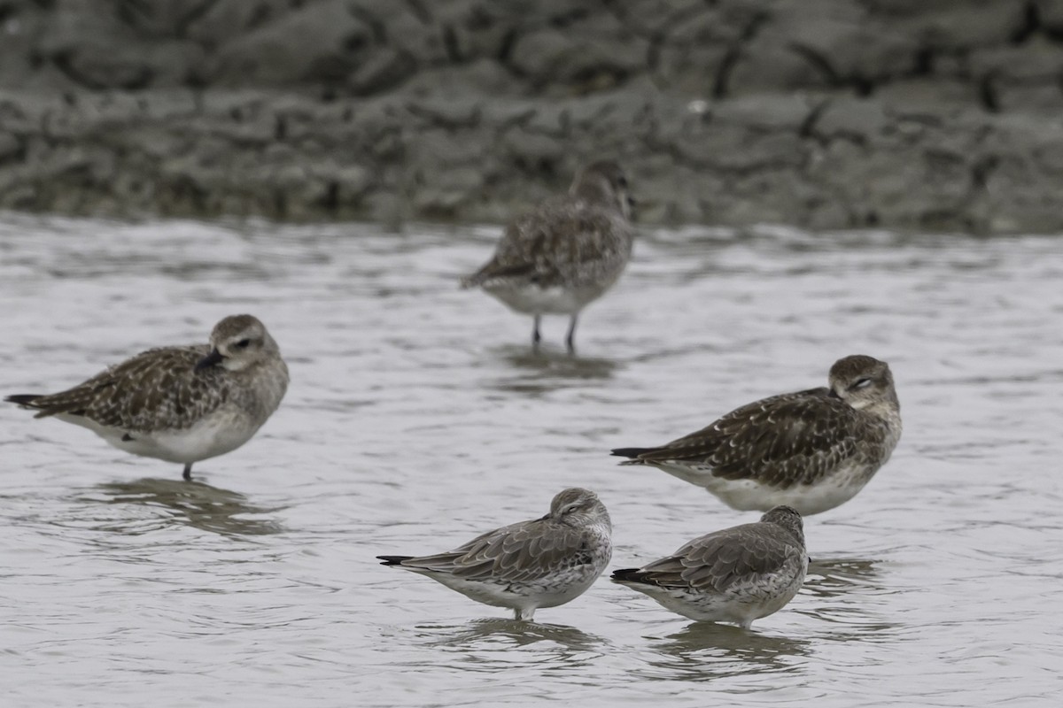 Сивка морська - ML645585233