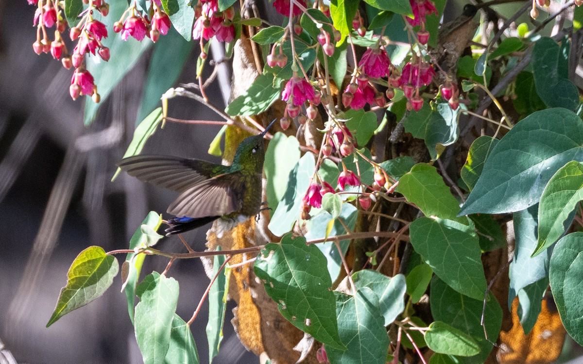 Колібрі-барвограй зеленогорлий (підвид smaragdinicollis) - ML645585234