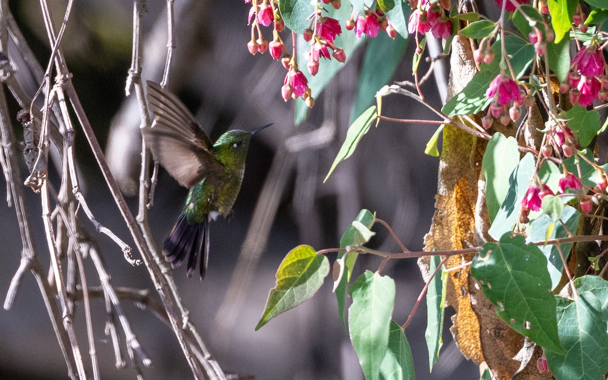 Колібрі-барвограй зеленогорлий (підвид smaragdinicollis) - ML645585235