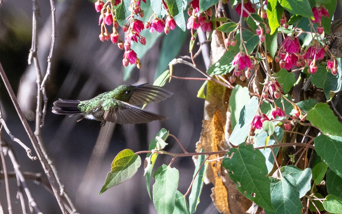 Колібрі-барвограй зеленогорлий (підвид smaragdinicollis) - ML645585236