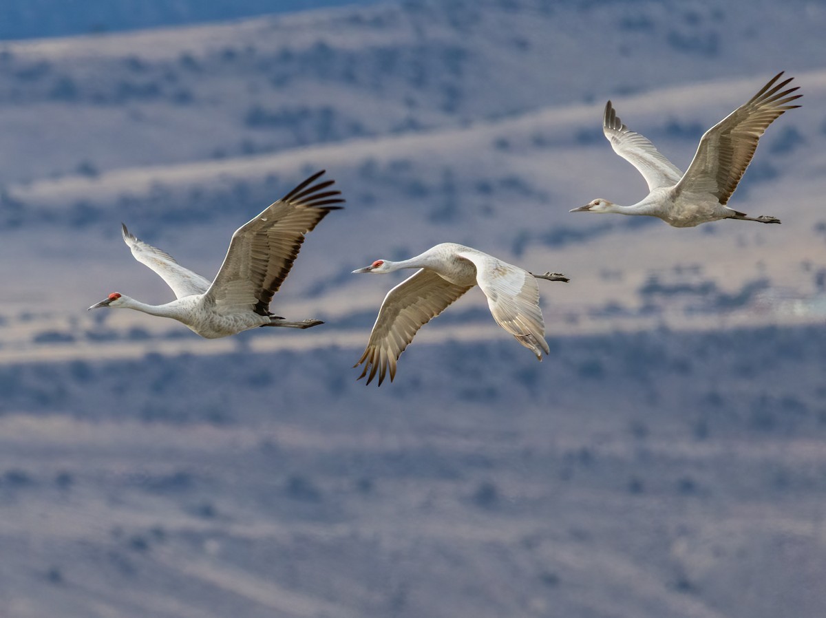 Sandhill Crane - ML645585254