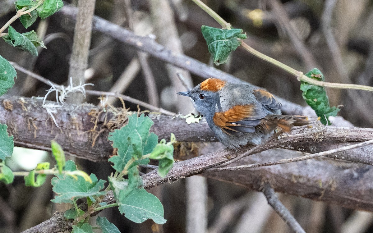 Langschwanz-Dickichtschlüpfer - ML645585257