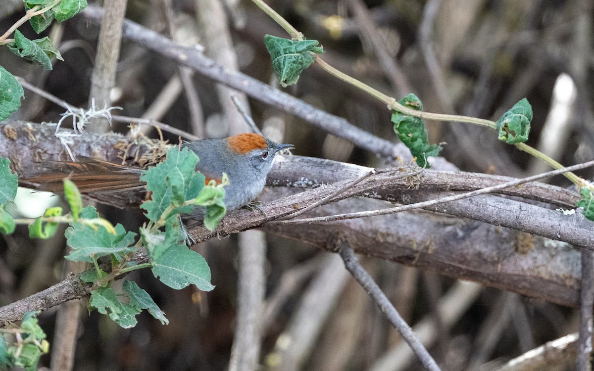 Langschwanz-Dickichtschlüpfer - ML645585258