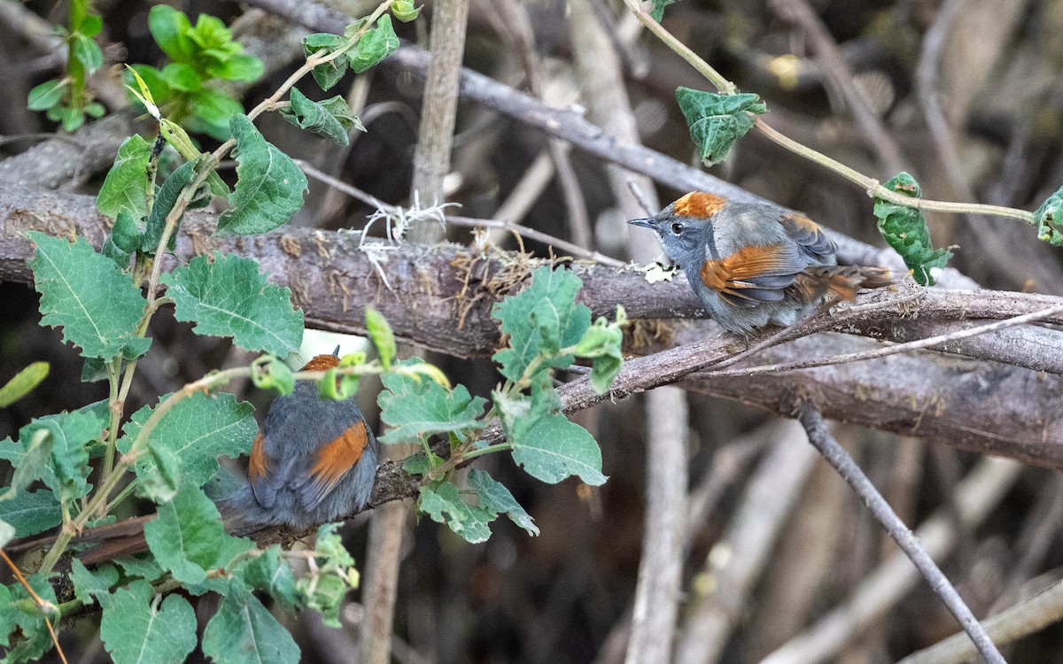 Langschwanz-Dickichtschlüpfer - ML645585259