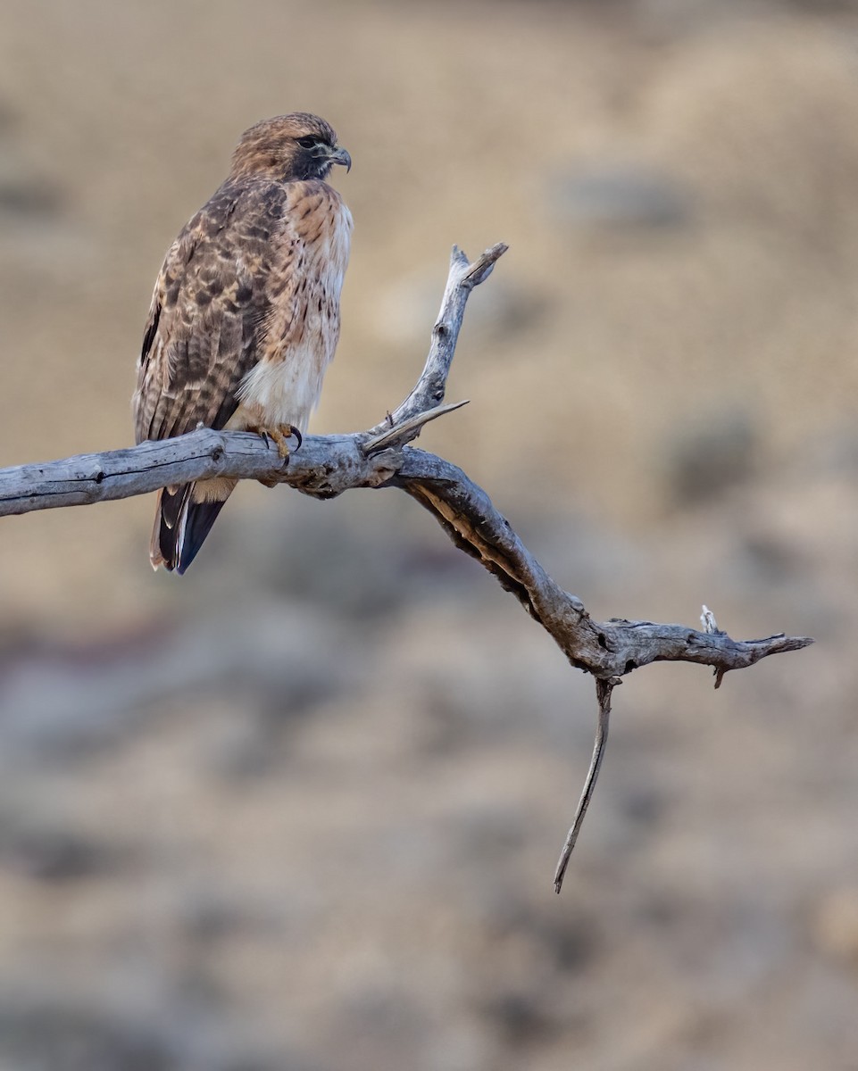 Red-tailed Hawk - ML645585260