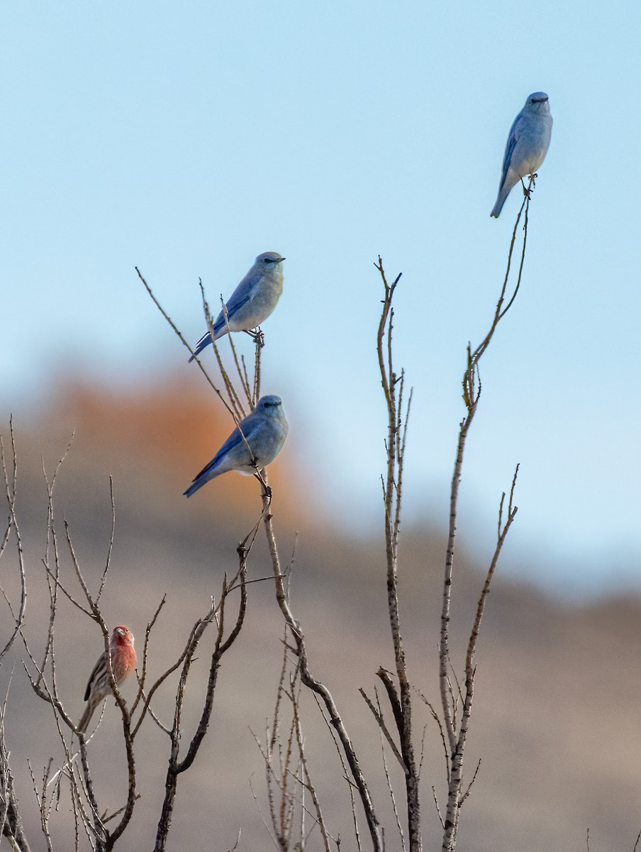 Mountain Bluebird - ML645585264
