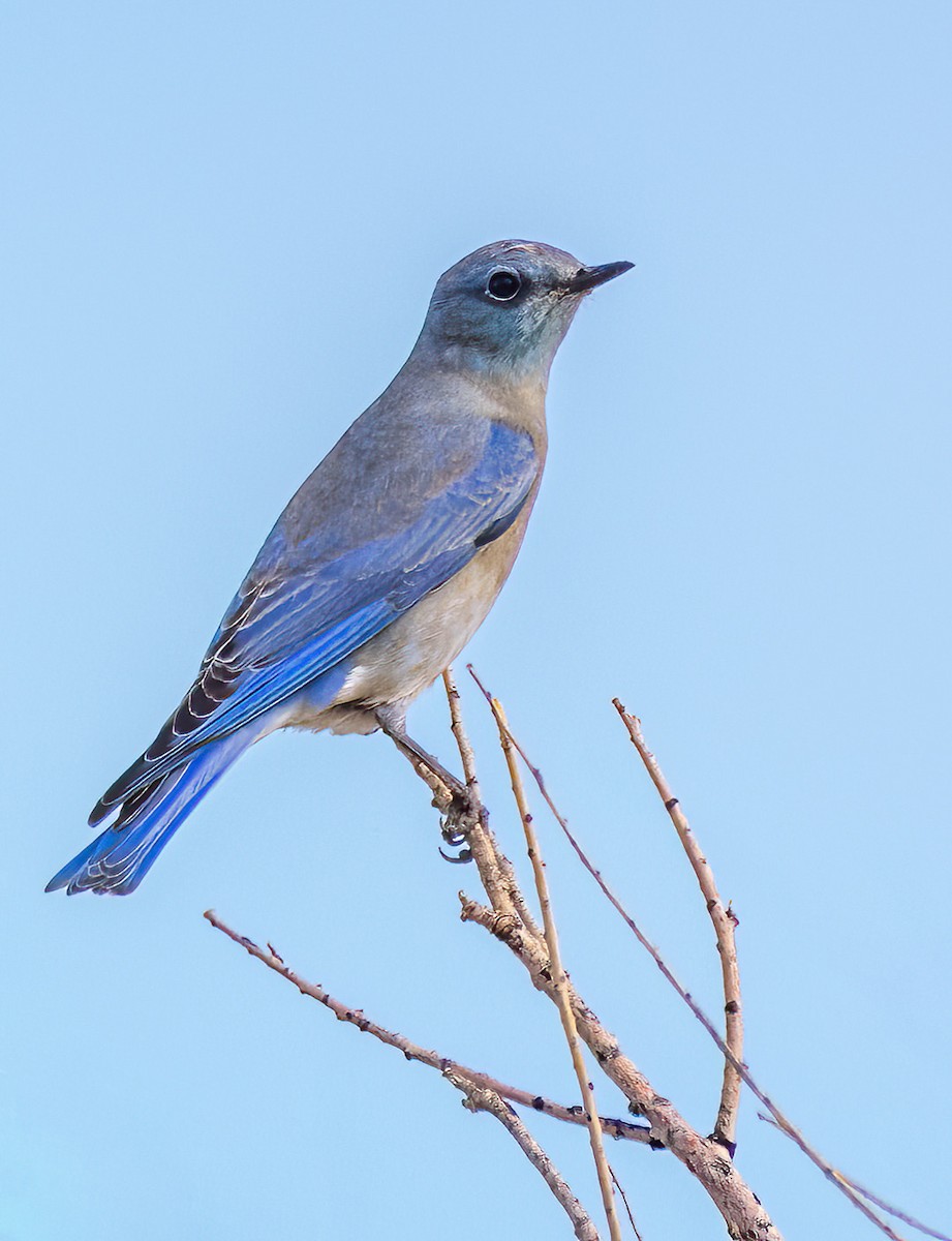 Mountain Bluebird - ML645585265