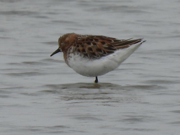 Red-necked Stint - ML645585267