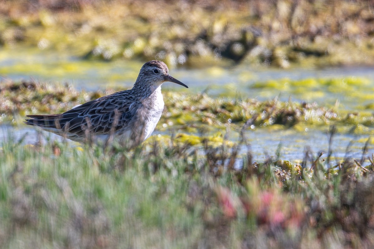 Sharp-tailed Sandpiper - ML645585269