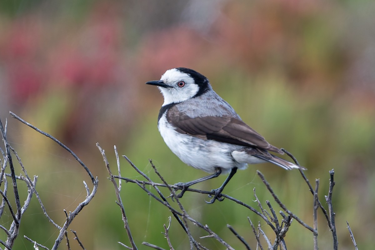 White-fronted Chat - ML645585281