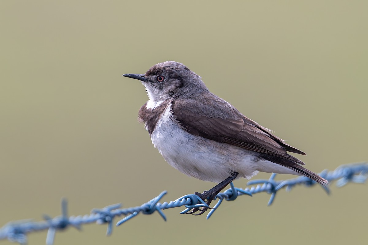 White-fronted Chat - ML645585282