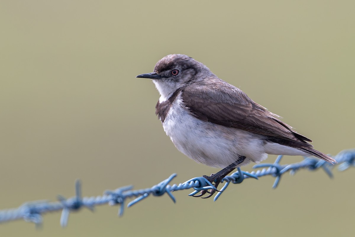 White-fronted Chat - ML645585283
