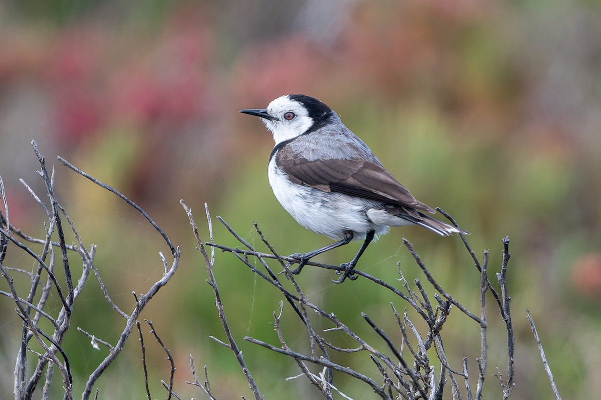 White-fronted Chat - ML645585284