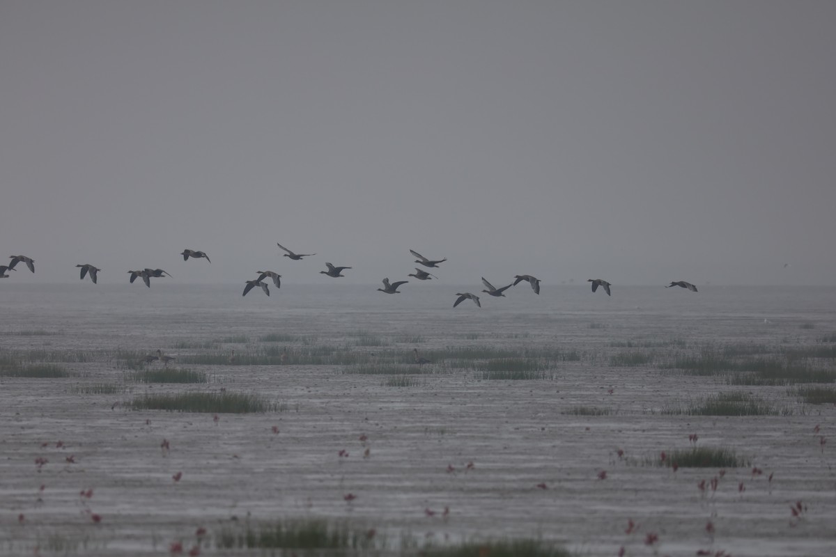 Oca selvatica - ML645585286