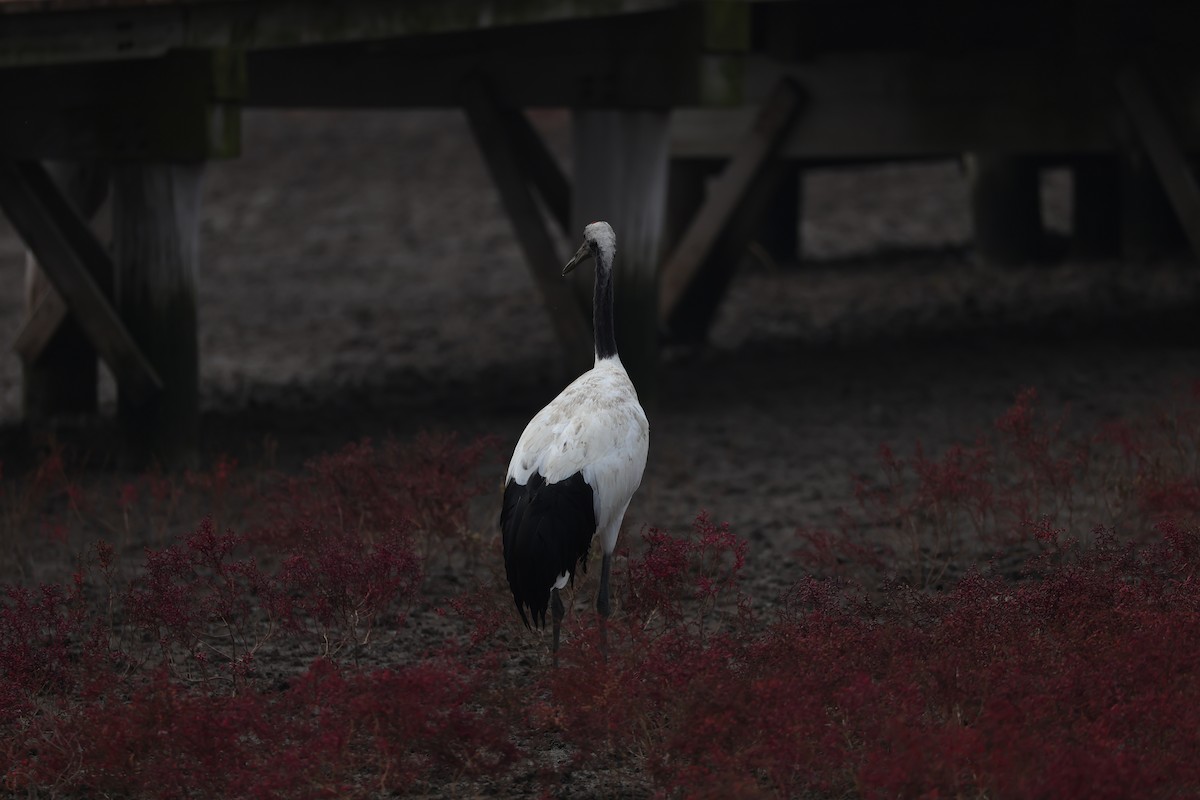 Red-crowned Crane - ML645585287