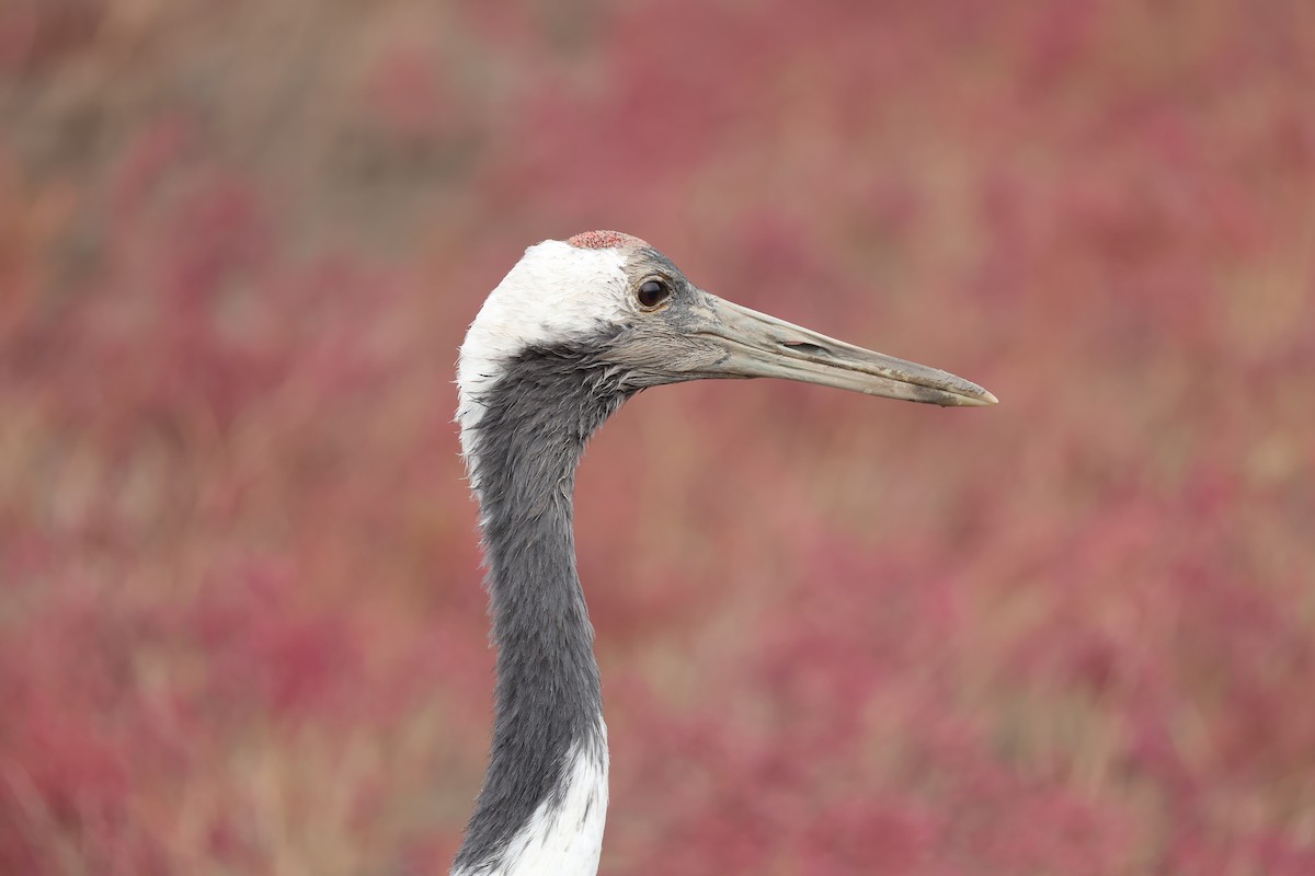 Red-crowned Crane - ML645585288