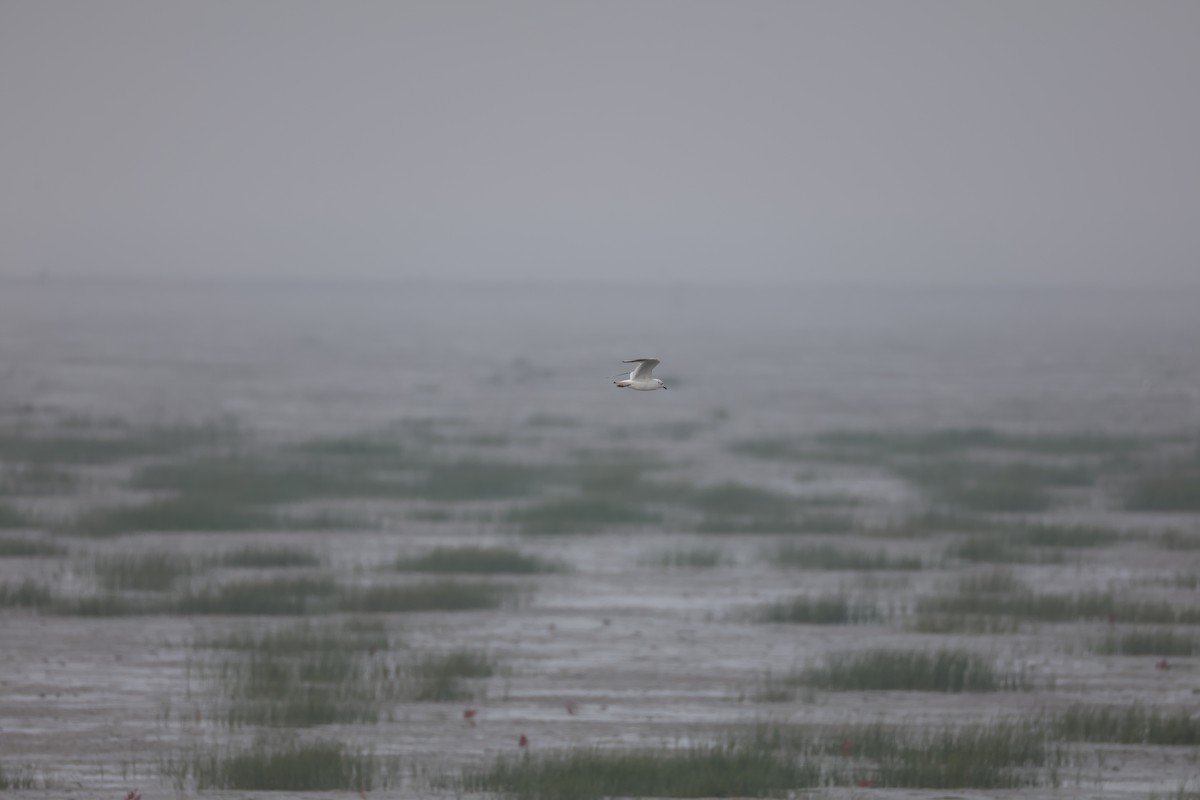 Saunders's Gull - ML645585293