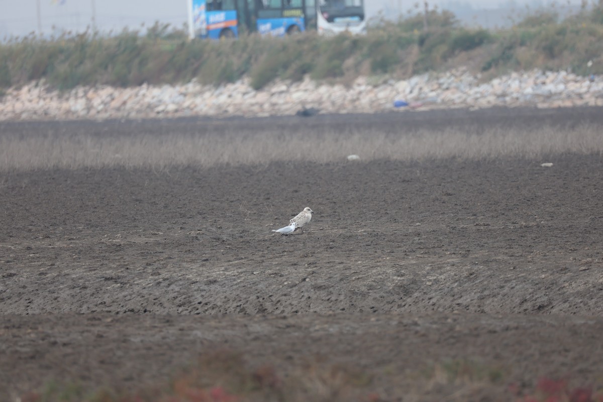 Mongolian Gull - ML645585296