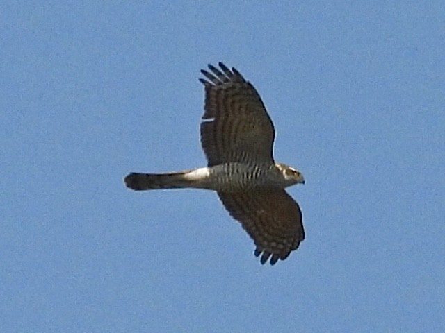 Eurasian Sparrowhawk - ML645585298