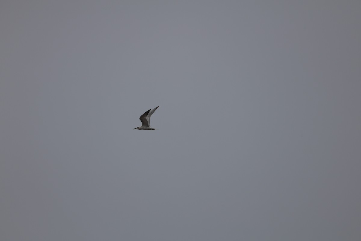 Gull-billed Tern - ML645585299