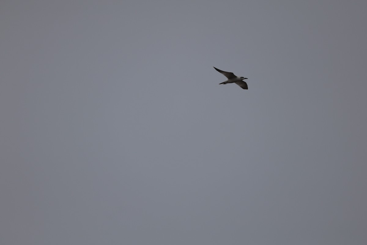 Gull-billed Tern - ML645585300